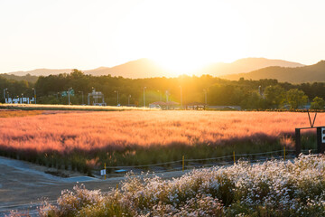 Yangju,South Korea-October 2020: Autumn Pink Muhly grass field in golden hour in Yangju Nari Park, South Korea
