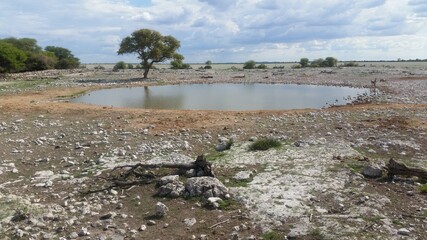 Okaukuejo Waterhole