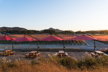 Yangju,South Korea-October 2020: Red parasol umbrella in a row with table and chair at the Pink Muhly flower grass field at Yangju Nari Park