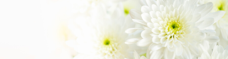 Nature of flower in garden using as cover page background natural flora wallpaper or template brochure landing page design