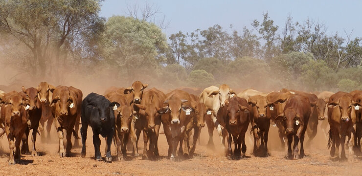 The dusty cattle muster outback Queensland.