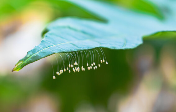 Amazing closeup and macro photo of Lacewing Fly eggs hanging with delicate stalks at corner of leaf in garden with an isolated background of green color. - Wonderful find in botanical garden visit.