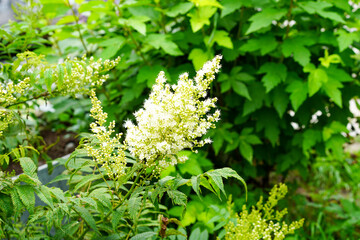Elderberry flowers on a background of green grass.