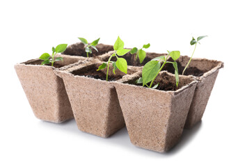 Peat pots with soil and green seedling on white background