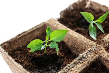 Peat pots with soil and green seedling on white background