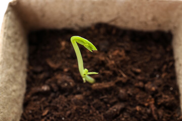 Peat pots with soil and green seedling on white background, closeup