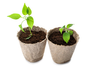 Peat pots with soil and green seedling on white background