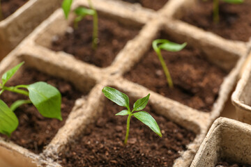 Peat pots with soil and green seedling, closeup