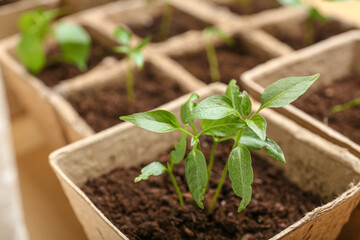 Peat pots with soil and green seedling, closeup