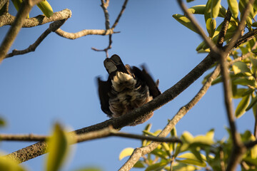 Brown Pigeon sitting on tree
