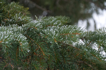 Snow-covered Pine Tree Needles