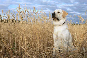 Labrador dog portrait in wheat field on bright natural background and blue sky.