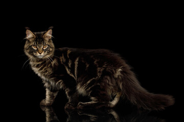 Maine Coon Cat with Brush on ears, Standing on Isolated Black Background, side view
