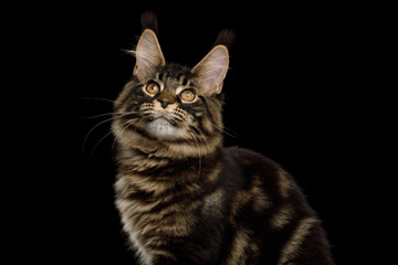 Portrait of Maine Coon Cat with Brush on ears, Staring up on Isolated Black Background