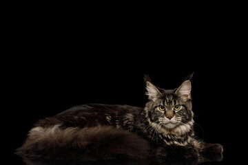 Maine Coon Cat with Brush on ears, Lying on Isolated Black Background