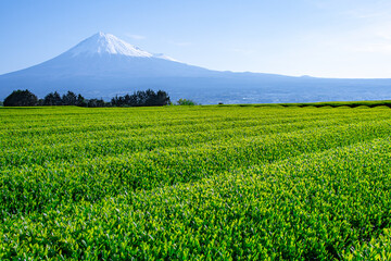 富士山とお茶畑