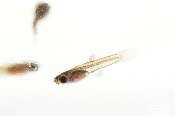 白背景のブラックメタルレースのグッピーの稚魚