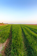 Fototapeta na wymiar Trails formed from the wheels of a tractor in the middle of a green field of growing wheat, Israel