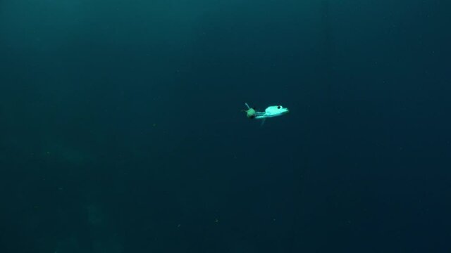Wide angle shot of sardine head drifting in the open ocean after fish attack.
