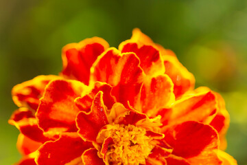Orange flower of marigold close up with copy space. Fiery petals in the sun's rays.