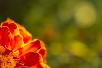 Orange flower of marigold close up with copy space. Fiery petals in the sun's rays.