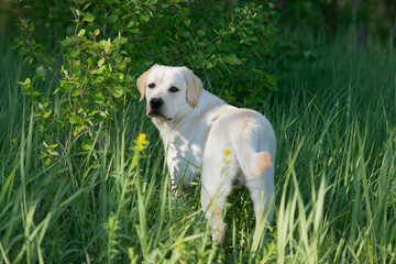 Young Labrador Retriever dog stands in grass and looks at camera.