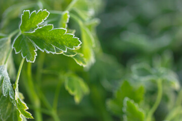 Green parsley leaves covered with frost close-up.