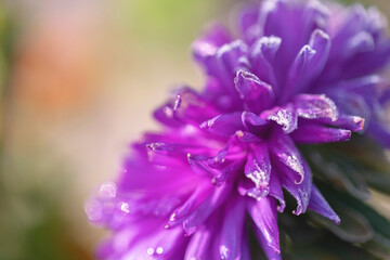 Violet purple flower petals close up.