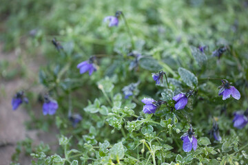 Tiny blue flowers covered in hoarfrost in their natural environment as they grow.