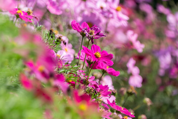 Pink cosmos flowers blooming in the garden.