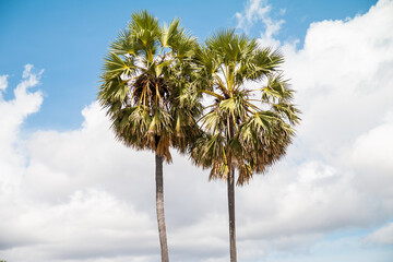 Fototapeta premium Close up image of round palm tree with cloudy blue sky