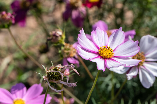 brightly colored cosmos is blooming in the garden.