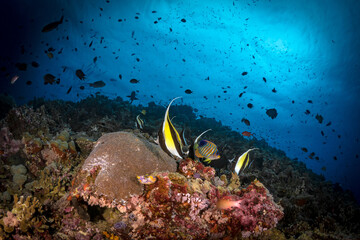 Fish swimming above coral reef in Papua New Guinea