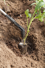 Gardener treatmenting and planting tomato seedling in the greenhouse.