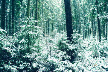 Forest winter landscape with coniferous snow trees