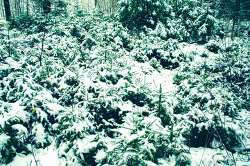 Forest winter landscape with coniferous snow trees