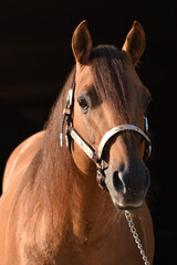 Obraz premium American Quarter Horse