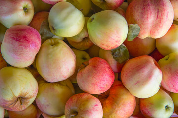 Ripe apples on the background of a log wall. Close-up photo.