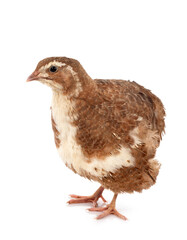 Japanese quail in studio