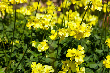 Beautiful blooming Daffodil flower or narcissus