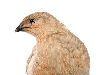 Japanese quail in studio