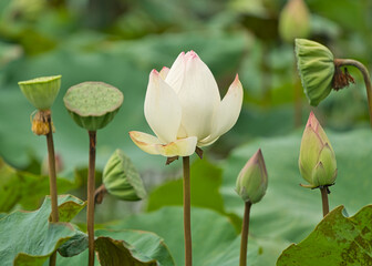 Straight white lotus flowers, buds, and lotus seeds. Photographed in Taiwan. East Indian lotus,...