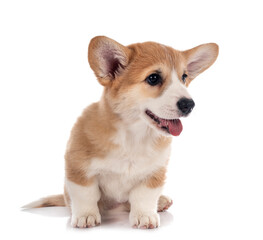 young Pembroke Welsh Corgi