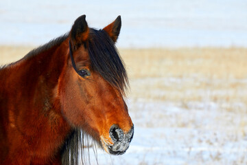 Obraz premium Horse head close-up portrait