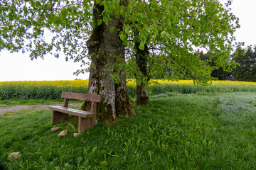 Obraz premium wooden bench under a big tree with rapeseed field in background