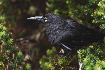 Currawong in a bush - Cradle Mountain National Park, Tasmania, Australia.