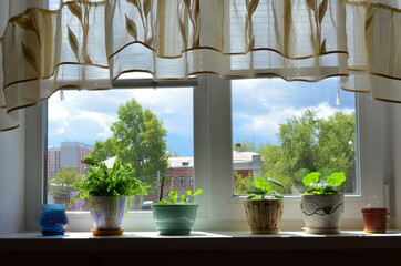 Flowers in a pot on the background of a window with a curtain in summer