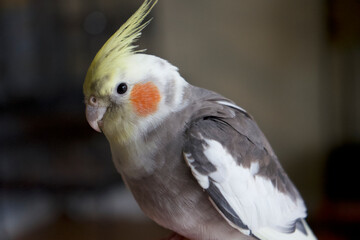 Cockatiel