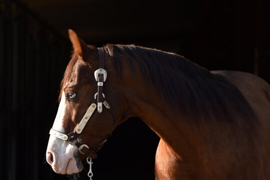 American Quarter Horse