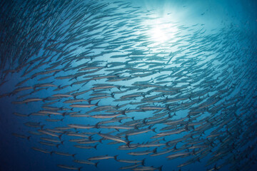 Chevron Barracuda swimming above pristine coral reef in Papua New Guinea